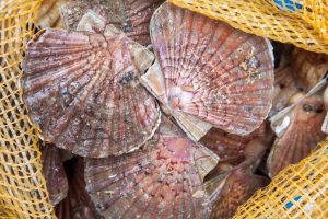 Coquille Saint-Jacques, L’or Blanc De La Baie De Saint-Brieuc - Délices